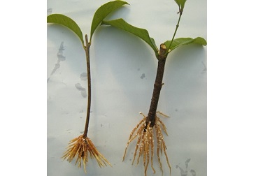 �ڲ�tengbo9885_��ҳ(��ӭ��)